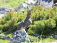 仙丈ヶ岳のママ雷鳥