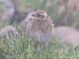 笠ヶ岳のチビ雷鳥4