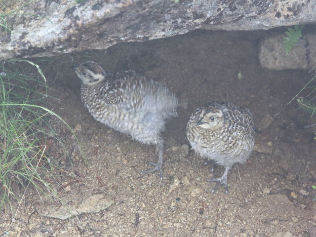 雨宿りのチビ雷鳥2