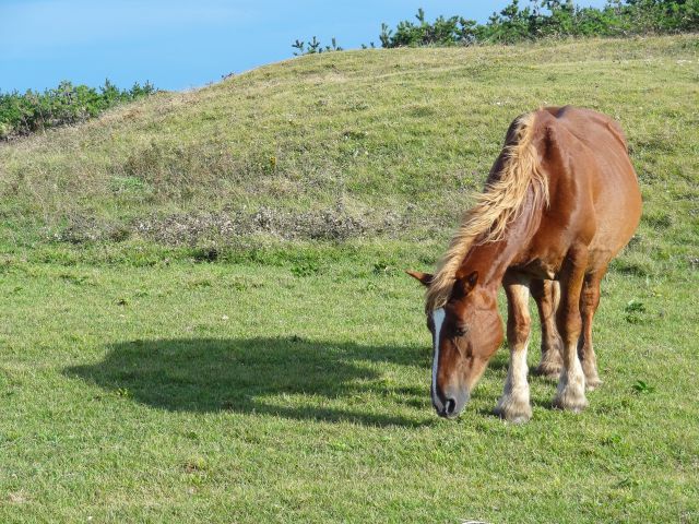 夏の寒立馬