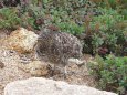 前常念岳のチビ雷鳥