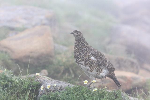 笠ヶ岳のママ雷鳥