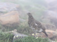 笠ヶ岳のママ雷鳥