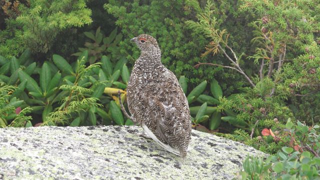 前常念岳のチビ雷鳥2