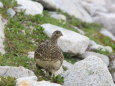 野口五郎岳のママ雷鳥