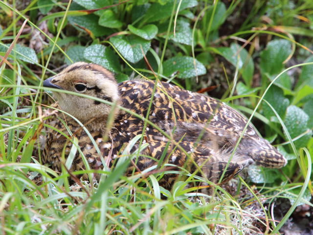 東天井岳のチビ雷鳥5