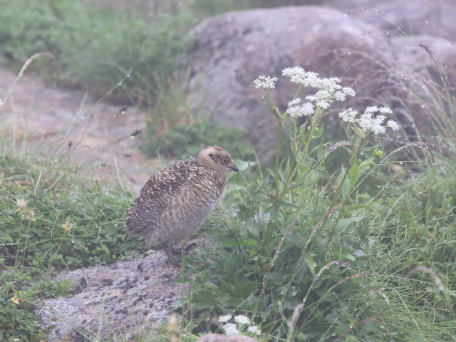 笠ヶ岳のチビ雷鳥5