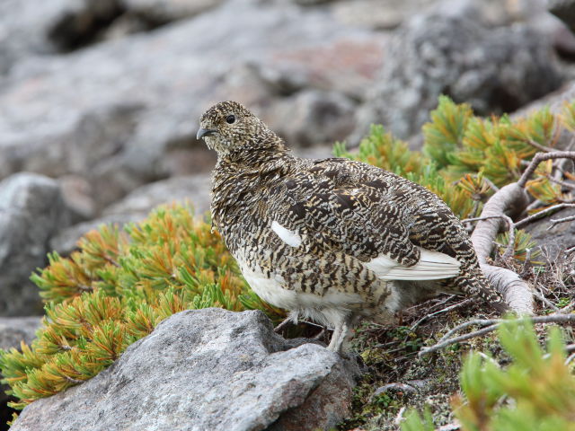 御嶽摩利支天のママ雷鳥