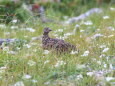 お花畑のママ雷鳥