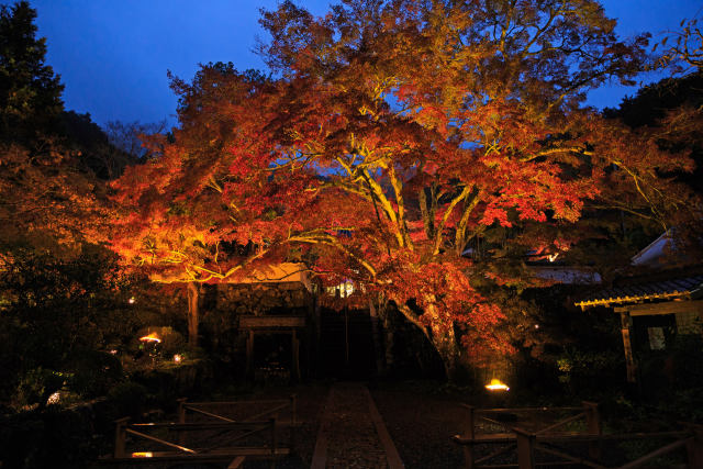 秋の京都・神蔵寺ライトアップ