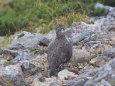 天狗の頭の雄雷鳥2