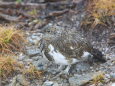 爺ヶ岳のチビ雷鳥