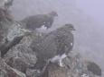 小蓮華山の雄雷鳥達