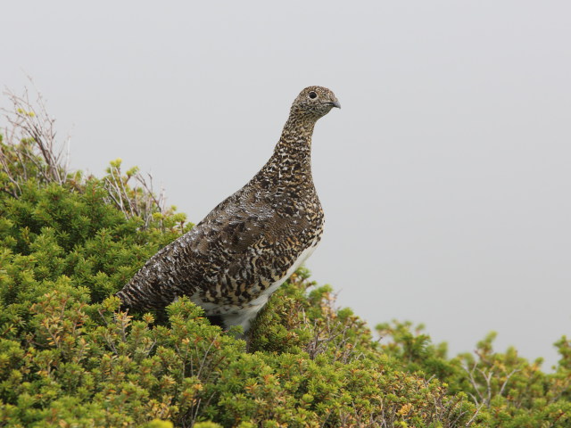 前常念岳の雌雷鳥