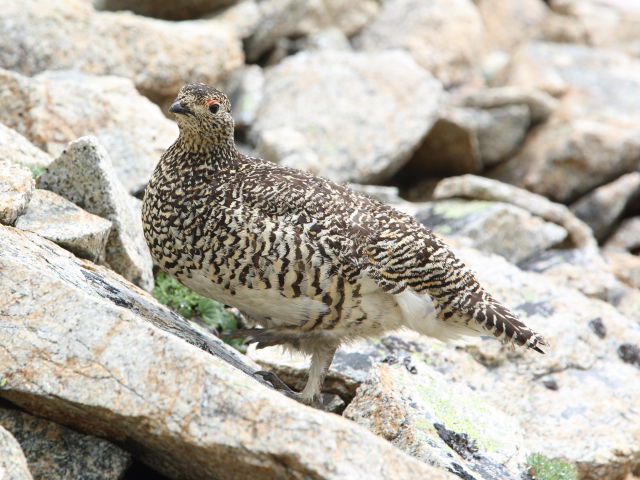 横通岳のママ雷鳥