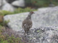 前常念岳のチビ雷鳥