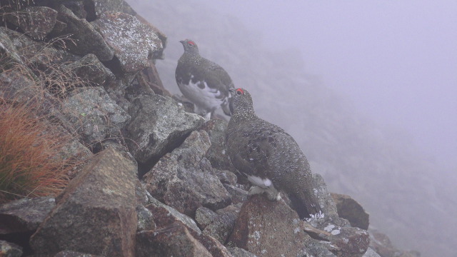 小蓮華山の雄雷鳥達2