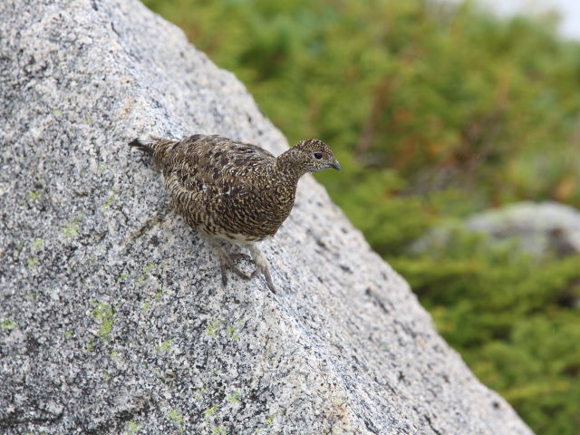 前常念岳のママ雷鳥