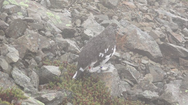 小仙丈ヶ岳の雄雷鳥