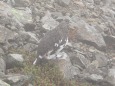 小仙丈ヶ岳の雄雷鳥