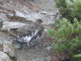 爺ヶ岳の雄雷鳥