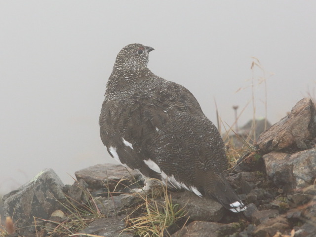 白馬岳の雄雷鳥