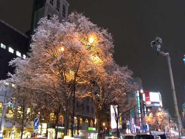 まるで桜のような.....