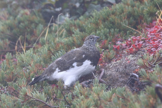 爺ヶ岳の雄雷鳥