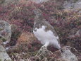 抜戸岳の雄雷鳥