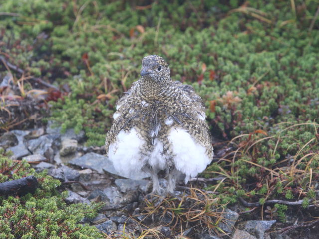 爺ヶ岳のチビ雷鳥