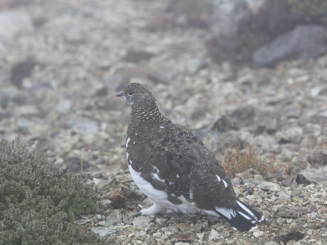 笠ヶ岳の雄雷鳥