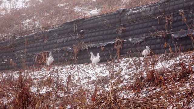 燕山荘の白頭巾ちゃん達