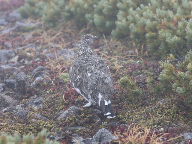 小蓮華山の雄雷鳥