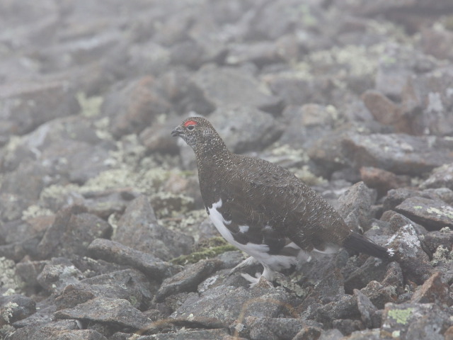 小蓮華山の雄雷鳥