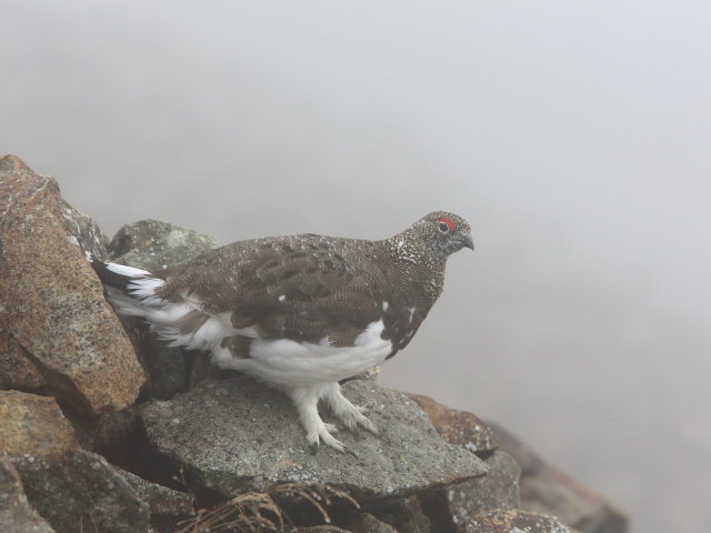 小蓮華山の雄雷鳥