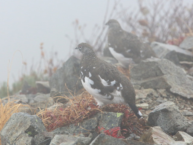 小蓮華山の雄雷鳥達