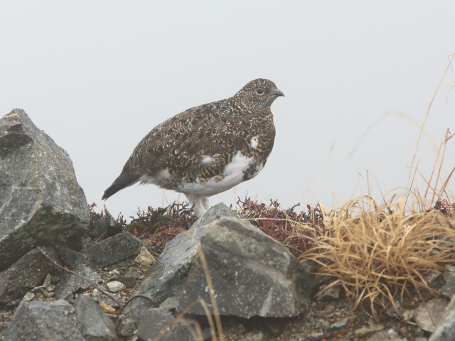 船越ノ頭のチビ雷鳥