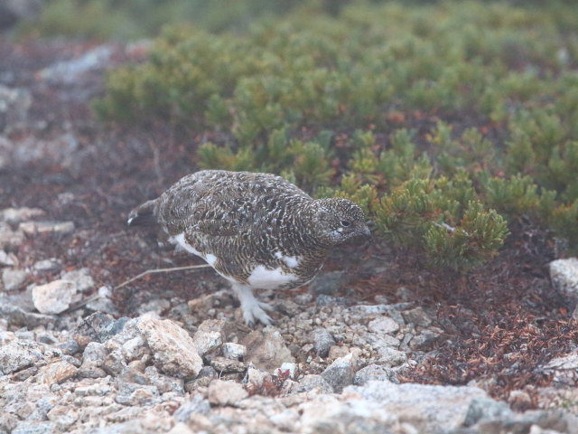 大天井岳のチビ雷鳥