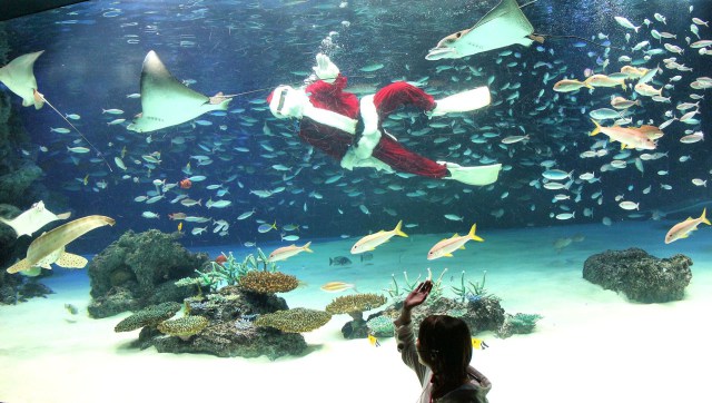 サンタが水族館にやってくる