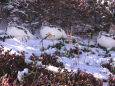 燕山荘のチビ雷鳥達