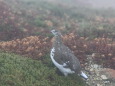 笠ヶ岳の雄雷鳥