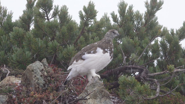 抜戸岳の雄雷鳥