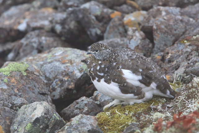 仙丈ヶ岳の雌雷鳥