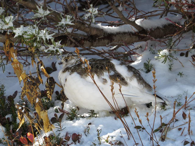 合戦尾根のチビ雷鳥