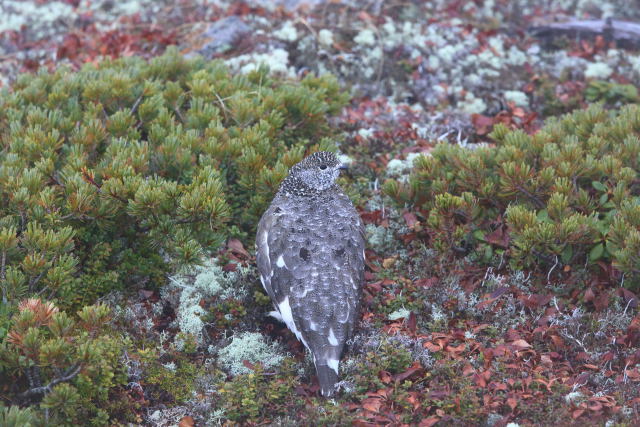 仙丈ヶ岳の雌雷鳥