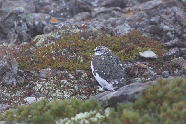 仙丈ヶ岳の雄雷鳥