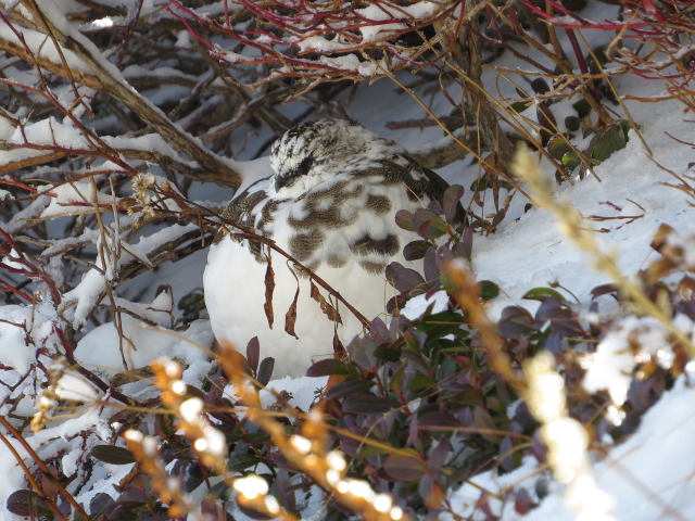 合戦尾根の雄雷鳥