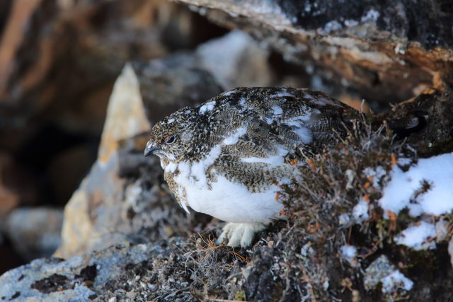 常念岳のチビ雷鳥