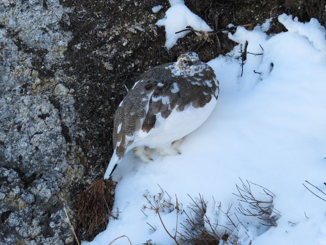 燕山荘テント場の雄雷鳥