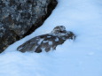 燕山荘テント場の雄雷鳥